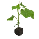 Jungpflanze 'Snackgurke'