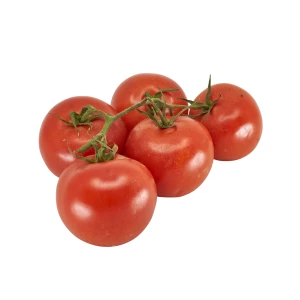 Jungpflanze 'Tomate klassisch' veredelt