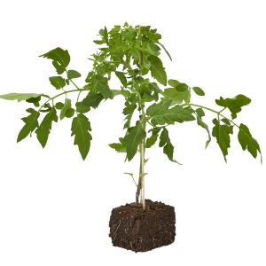 Jungpflanze 'Kirschtomate' veredelt