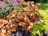 Buntnessel 'mix'