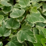 Efeu 'panaschiert'