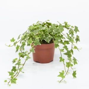 Efeu 'panaschiert'
