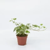 Efeu 'panaschiert'