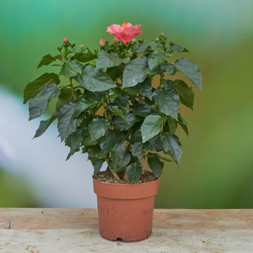 Hibiscus-Busch bordeaux