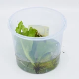 Schwimmpflanze 'Froschbiss'