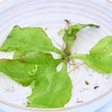 Schwimmpflanze 'Froschbiss'