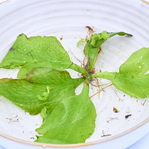 Schwimmpflanze 'Froschbiss'