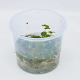 Schwimmpflanze 'Wolfsmilch'