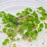 Schwimmpflanze 'Wolfsmilch'