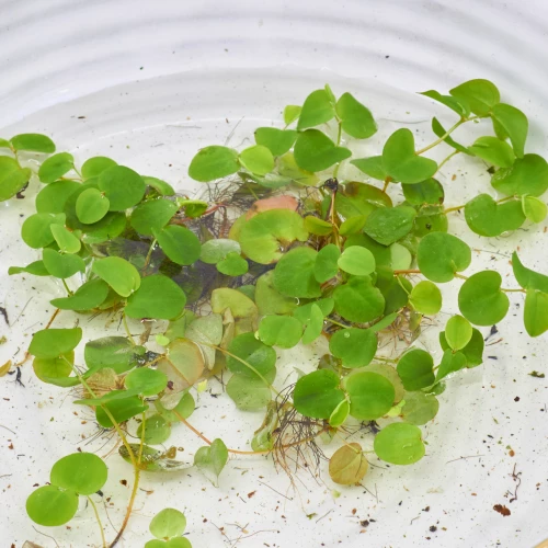 Schwimmpflanze 'Wolfsmilch'