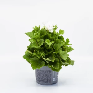 Pelargonium 'grandiflorum'  weiss