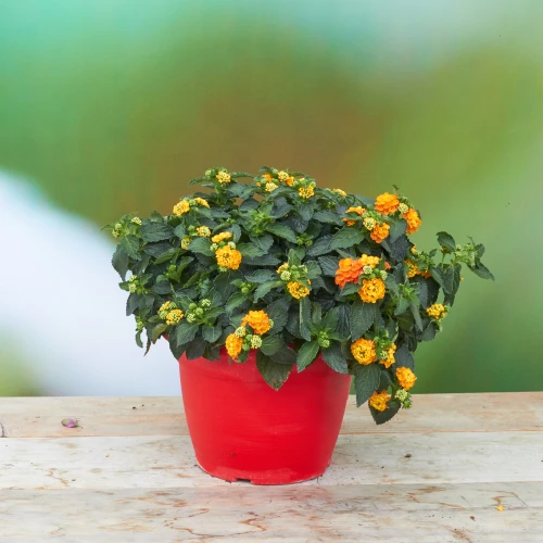 Lantane 'orange'