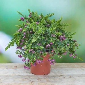 Polygala 'myrtifolia'