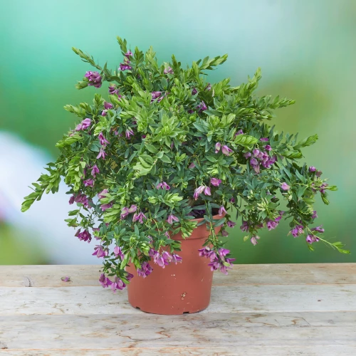 Polygala 'myrtifolia'