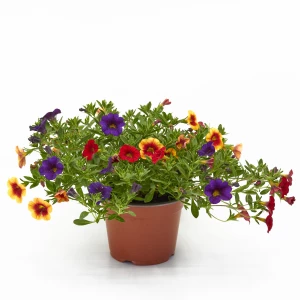 Confetti 'Millionbells' in 3 Farben