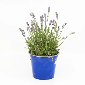 Blüh-Lavendel Angustifolia 'hidcote'