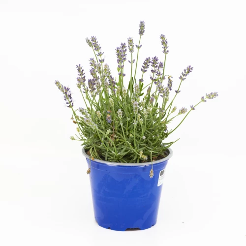 Blüh-Lavendel Angustifolia 'hidcote'