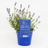 Blüh-Lavendel Angustifolia 'hidcote'