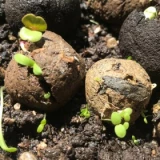 Samenkugeln 'Mohnzauber'