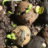 Samenkugeln 'Schmetterlingsparadies'