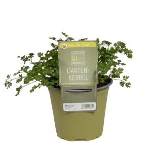 Gartenkerbel 'SunnyHerbs'