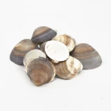 Muschel 'Cockles braun'