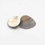 Muschel 'Cockles braun'