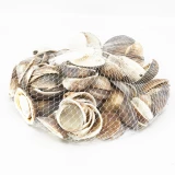Muschel 'Cockles braun'