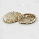 Muschel 'Haliotis midae' 5-8cm