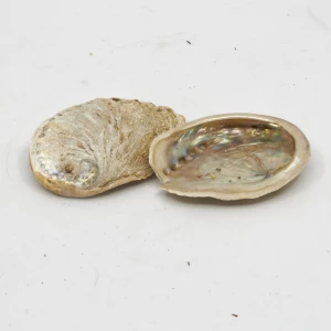 Muschel 'Haliotis midae' 5-8cm