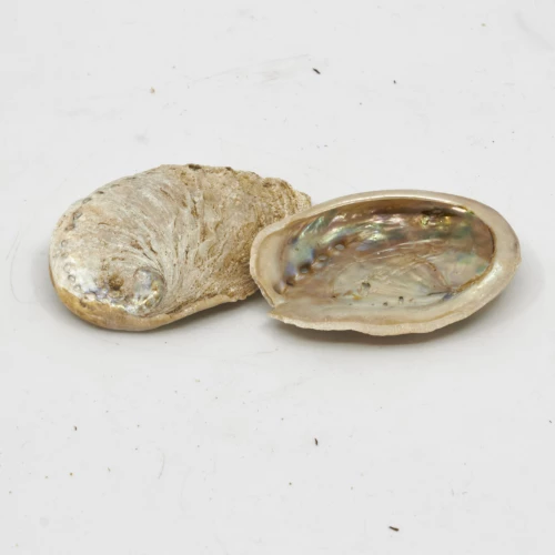 Muschel 'Haliotis midae' 5-8cm