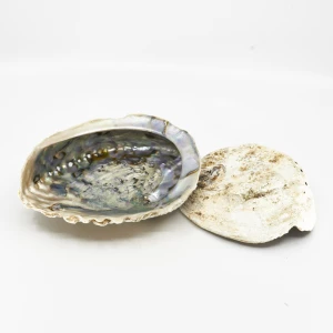  Muschel 'Haliotis midae' 14-17cm