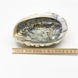  Muschel 'Haliotis midae' 14-17cm