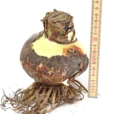 Amaryllisknollen d12cm