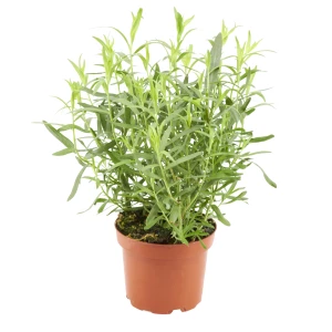 Estragon