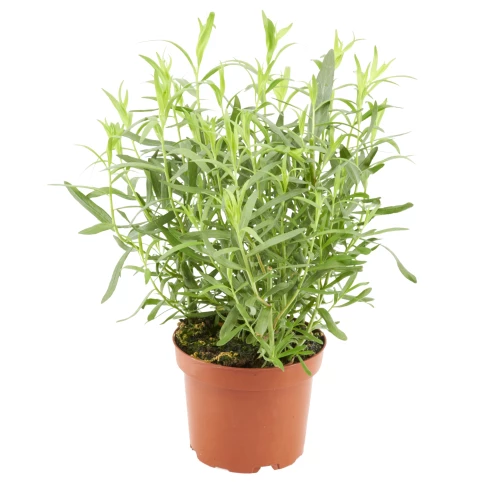 Estragon