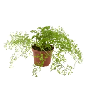 Gewürzfenchel