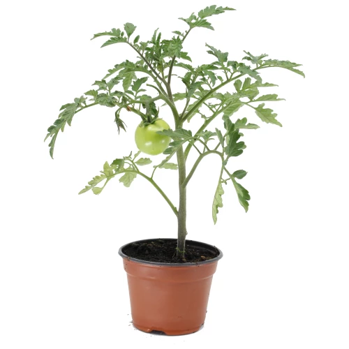 Jungpflanze 'Cherry-Tomate' Sweet Million