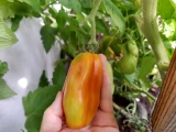 Jungpflanze 'Tomate San Marzano'