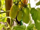 Jungpflanze 'Tomate San Marzano'