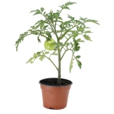 Jungpflanze 'Tomate San Marzano'