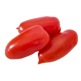 Jungpflanze 'Tomate San Marzano'