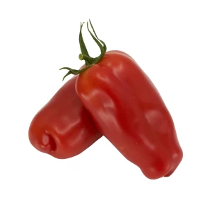 Jungpflanze 'Tomate San Marzano'