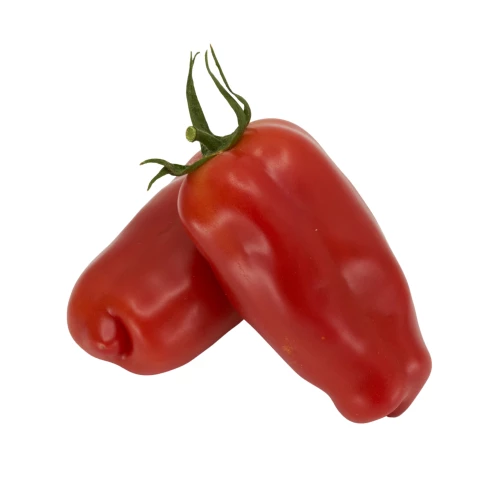 Jungpflanze 'Tomate San Marzano'