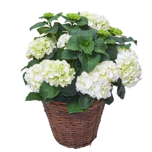 Hortensie in Korb 'weiss'