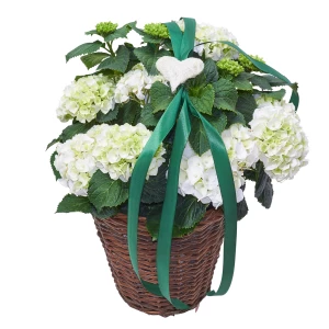 Hortensie in Korb 'Weiss'