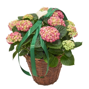 Hortensie in Korb 'Rosa mit Herz'