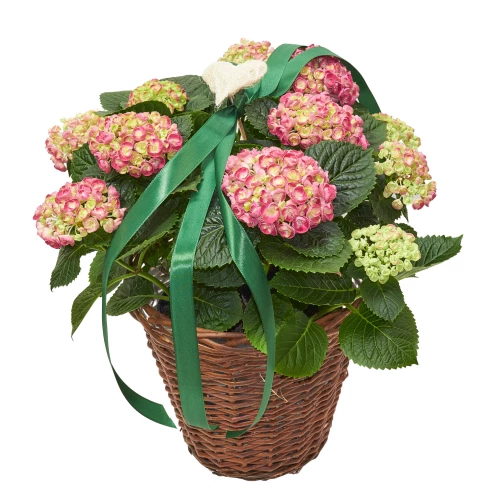 Hortensie in Korb 'Rosa mit Herz'