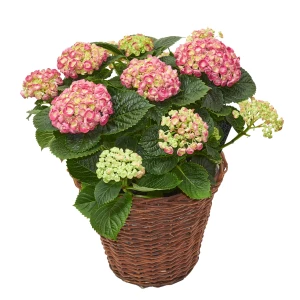 Hortensie in Korb 'Rosa'
