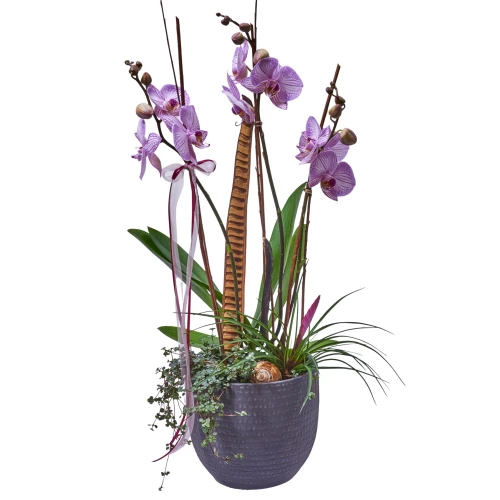 Orchideenschale 'rosa' ausgarniert